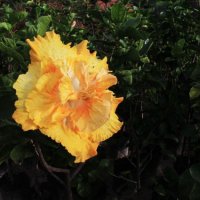 img_8894